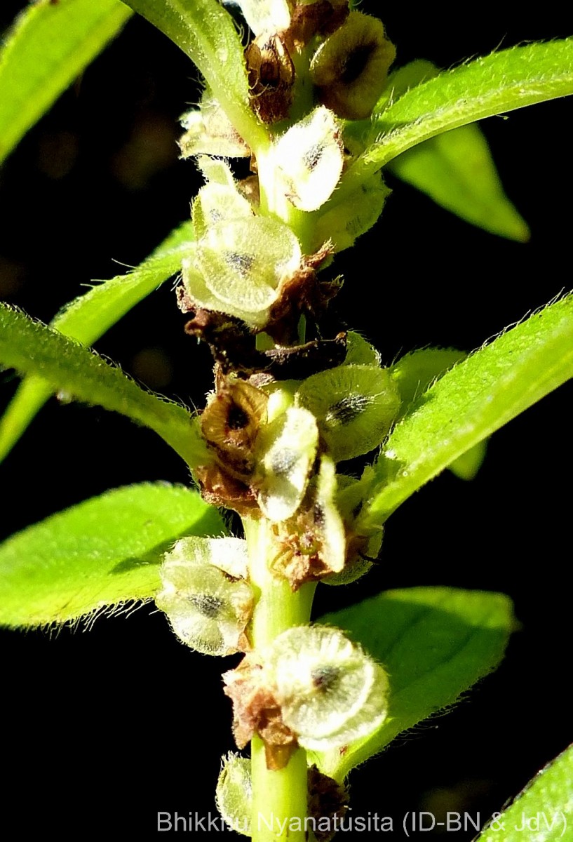 Gonostegia pentandra var. wightii (Benn.) Pull. & Karupp.